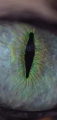 This mobile live wallpaper features a close-up view of a cat's eye that has been vividly rendered in high definition by using advanced holography technology
