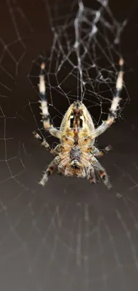 3D Spider Live Wallpaper