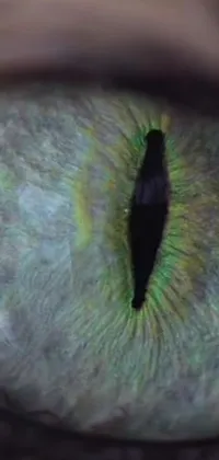 This phone live wallpaper features a stunning close-up view of a cat's eye captured through a holographic camera