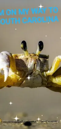 South Carolina crab Live Wallpaper
