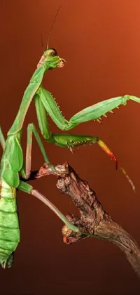 This breathtaking phone live wallpaper features stunning photorealism of a praying mantis poised on a twig