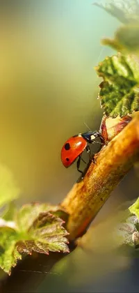 Arthropod Insect Pollinator Live Wallpaper