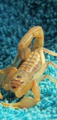scorpion Live Wallpaper