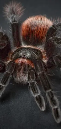 12 Live Wallpaper