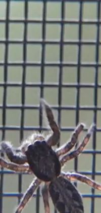 This mesmerizing live wallpaper for phone features a high-quality video footage of a spider captured in hurufiyya style
