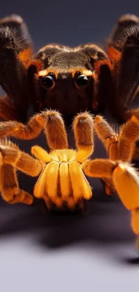 This phone live wallpaper features a macro photograph of a large spider with sharp claws