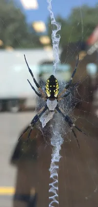 This stunning live wallpaper showcases a striking close-up of a spider on a window in a parking lot