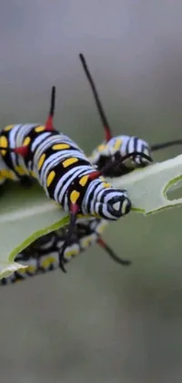 Get up close and personal with nature with this stunning live wallpaper for your phone! Two vibrantly colored caterpillars crawl across a lush green leaf, their tiny black legs and intricate patterns on full display