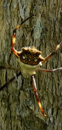 This phone live wallpaper displays a stunning view of a spider on a tree