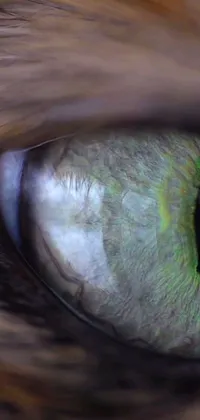 This phone live wallpaper showcases a lifelike close-up of a green feline eye