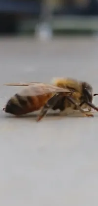 This phone live wallpaper showcases a stunning macro photograph of a bee, adding a touch of nature to your phone's background