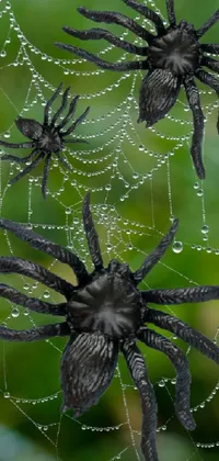 Spider  Live Wallpaper