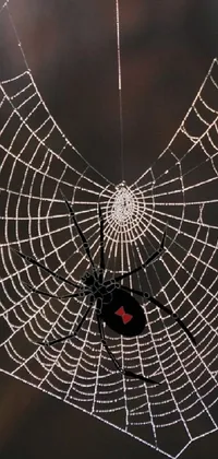 Arthropod Organism Spider Web Live Wallpaper