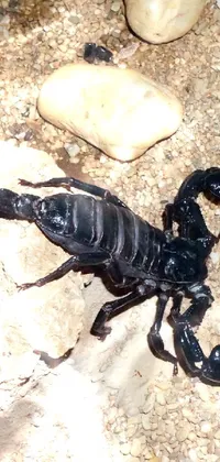 Arthropod Scorpion Terrestrial Animal Live Wallpaper
