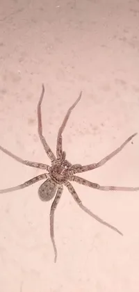 Arthropod Spider Insect Live Wallpaper