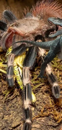 Arthropod Spider Terrestrial Animal Live Wallpaper