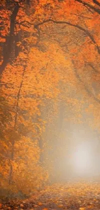 Get lost in a mystical foggy forest with this enchanting live wallpaper