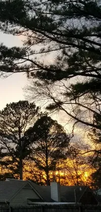 This Live Wallpaper for phones features a serene sunset scene, with pine trees in the background and a warm, yellow-orange glow in the sky