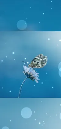 Atmosphere Liquid Insect Live Wallpaper