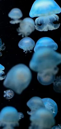Enhance your iPhone screen with this captivating live wallpaper featuring stunning jellyfish floating in the crystal-clear blue waters
