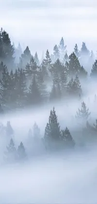 This phone live wallpaper depicts a foggy forest filled with trees, bringing the beauty of nature to your screen