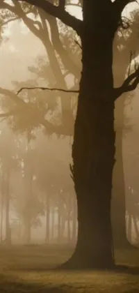 Atmosphere Natural Landscape Fog Live Wallpaper