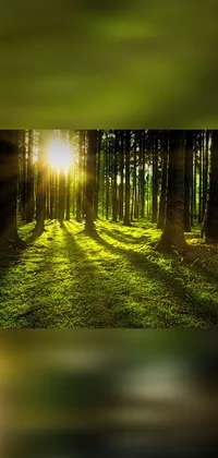 This forest-themed phone live wallpaper showcases a stunning screenshot of sunbeams filtering through the trees in a lush green-colored theme
