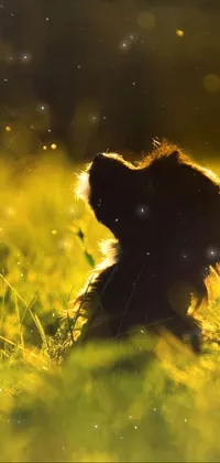 Enjoy the peaceful and serene ambiance of nature with this cat live wallpaper