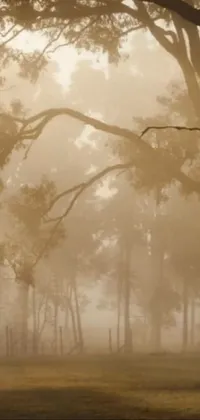 Atmosphere Plant Fog Live Wallpaper