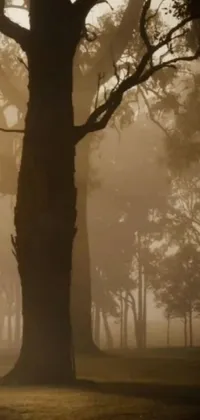 Atmosphere Plant Fog Live Wallpaper