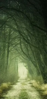 Transform your phone background with this stunning live wallpaper featuring a dirt road meandering through an enchanting forest