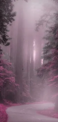 This live wallpaper captures the essence of nature in the redwood forest