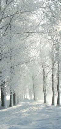 Atmosphere Snow Natural Landscape Live Wallpaper