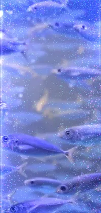 This live wallpaper features a stunning photo of fish swimming in a body of water against a neutral grayish background