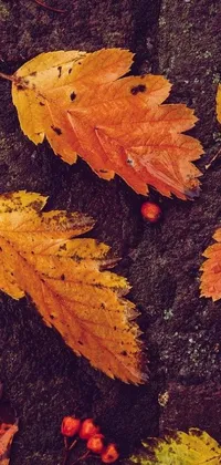 Autumn Fall Leaf Live Wallpaper