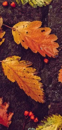 Autumn Fall Leaf Live Wallpaper