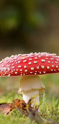 Autumn Fungus Mushroom Live Wallpaper