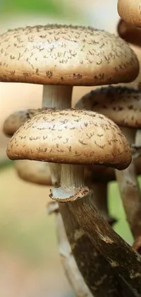 Autumn Fungus Wooden Live Wallpaper
