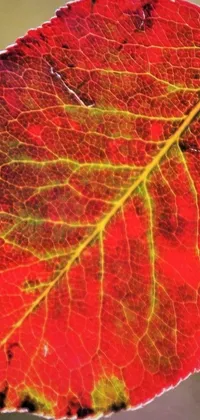Autumn Leaf Abstract Live Wallpaper