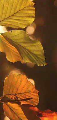 Autumn Leaf Butterfly Live Wallpaper