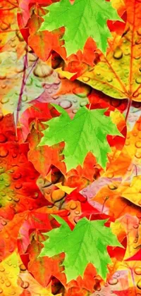 Autumn Leaf Colorful Live Wallpaper