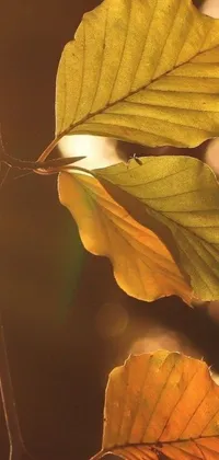 Autumn Leaf Invertebrate Live Wallpaper