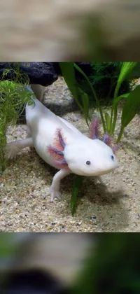 Axolotl Plant Vertebrate Live Wallpaper
