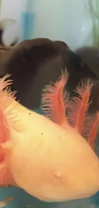 Axolotl Underwater Fawn Live Wallpaper
