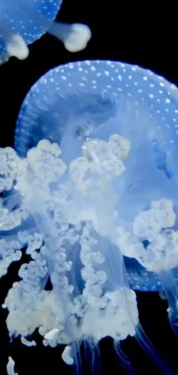 Azure Blue Jellyfish Live Wallpaper