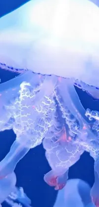 Azure Liquid Organism Live Wallpaper