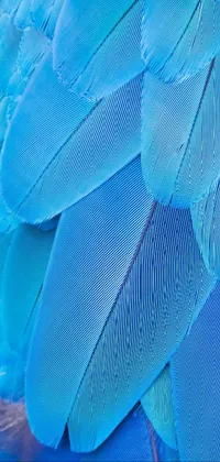 This phone live wallpaper presents a stunning close-up of a vibrant blue bird's feathers atop a beautiful and colorful background