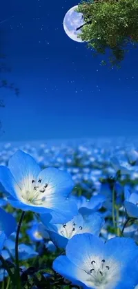 Baby Blue Eyes Flower Sky Live Wallpaper