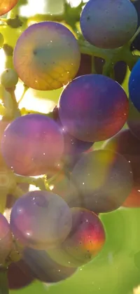 This phone live wallpaper showcases the natural beauty of grapes hanging on a tree