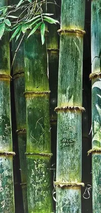 Bamboo Green Nature Live Wallpaper